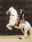 white horse