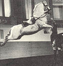 horse performs