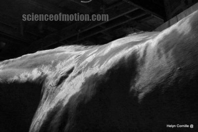 horse and rider biomechanics