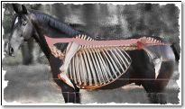 horse with bones