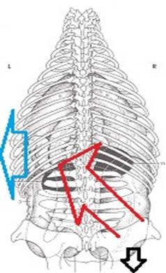 Equine Spine