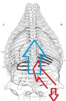 spine motion