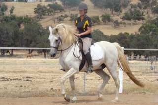 equine biomechanics