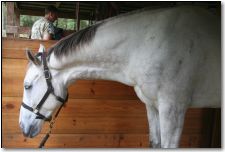 horses neck