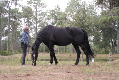 grazing horse