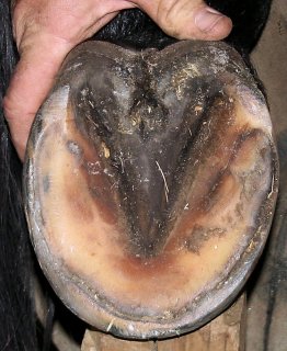 horse hoof