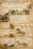 The Fake Line � Scientific illustration of animal intelligence, horse biomechanics, and accurate observation.