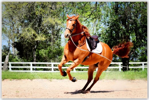 Macel Rafale SOM Saddle