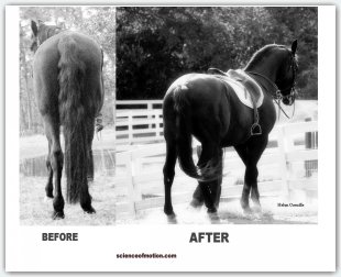 dressage for soundness