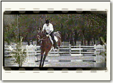 training equine jumpers